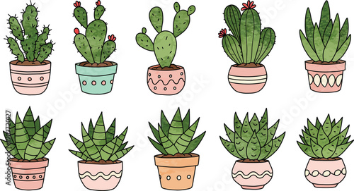 Collection of various potted cacti and succulents in decorative pots