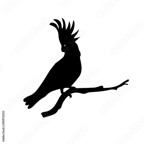 black and white Cockatoo