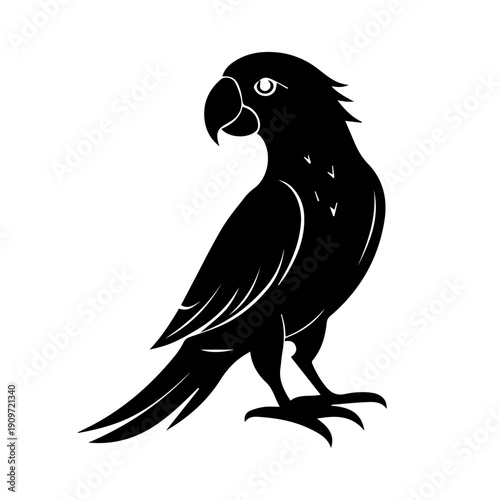 black and white Cockatoo