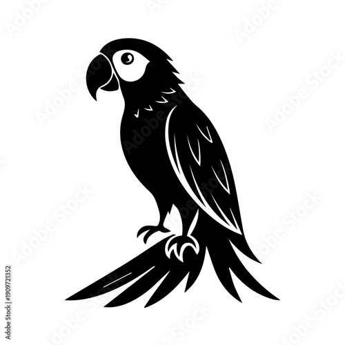 black and white Cockatoo