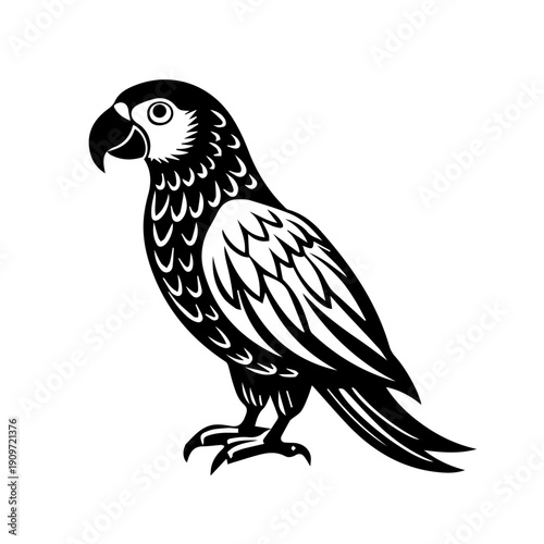 black and white Cockatoo