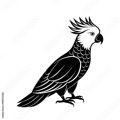 black and white Cockatoo