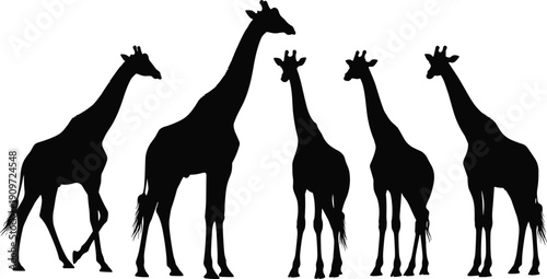 Collection, of, five, giraffe, silhouettes, in, different, standing, and, walking, poses, isolated, on, white, background, for, african, safari, wildlife, nature, and, zoo, design, projects.