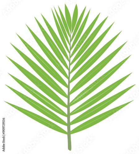 Green tropical palm leaf illustration, isolated on white, for summer design.