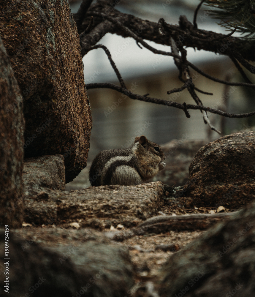 Fototapeta premium Squirrel in the wild 