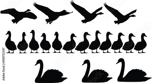 Collection, of, various, duck, goose, and, swan, silhouettes, in, flying, standing, and, swimming, poses, isolated, on, white, background, for, farm, wildlife, and, nature, design, projects.