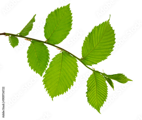 Bild auf Leinwand A twig with young green spring leaves isolated on white background