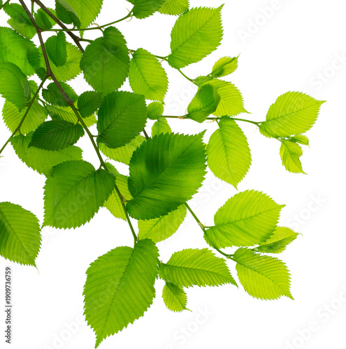 A twig with young green spring leaves isolated on white background. Ecology background.Elm. on transparent, png.greenery.leaves decorative.Spring leaves on branches.Summer, Forest