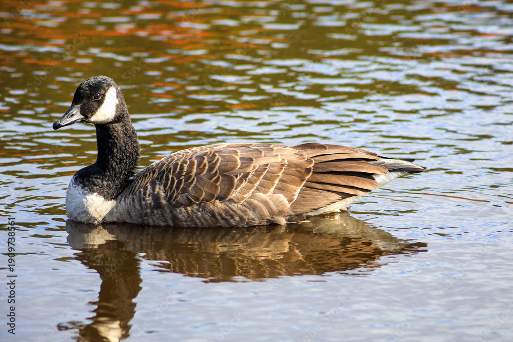 Obraz premium Canada Goose swimming on autumn pond with colorful reflections