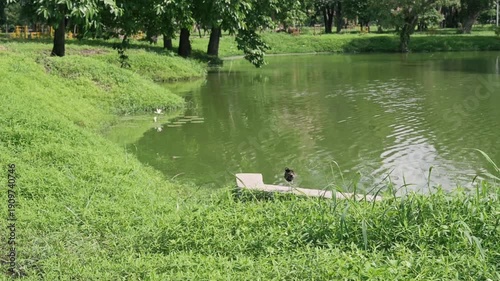 The jacana, sometimes referred to as Jesus bird or lily trotter, are a group of tropical waders in the family Jacanidae. Jacana bird beside a lake. Nature footage, Howrah, West Bengal, India.