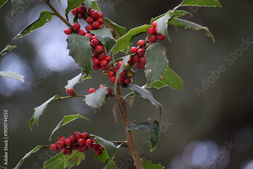 An image of the wild red cherries hanging from the branch on the snow-laden tree in the Himalayan City of Shimla, Himachal Pradesh, in the month of January. 