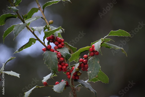 An image of the wild red cherries hanging from the branch on the snow-laden tree in the Himalayan City of Shimla, Himachal Pradesh, in the month of January. 