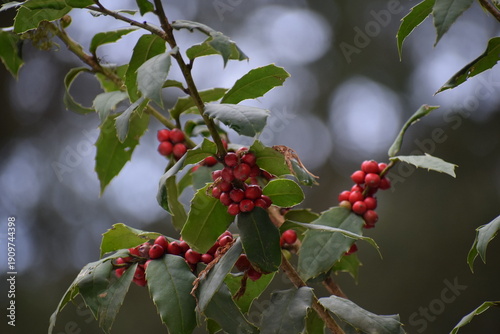 An image of the wild red cherries hanging from the branch on the snow-laden tree in the Himalayan City of Shimla, Himachal Pradesh, in the month of January. 