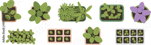 Set of flat vector illustrations showing various green seedlings and houseplants in pots and trays from a top view, gardening and botany concept