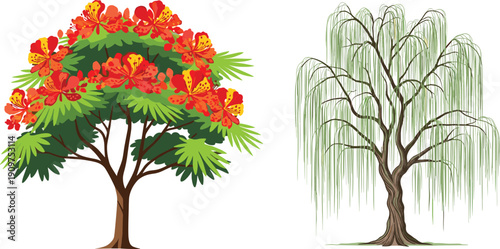Flowering tree, weeping willow, tropical foliage, vibrant flowers, green leaves, tree contrast, nature diversity, landscape beauty, exotic trees, botanical scene