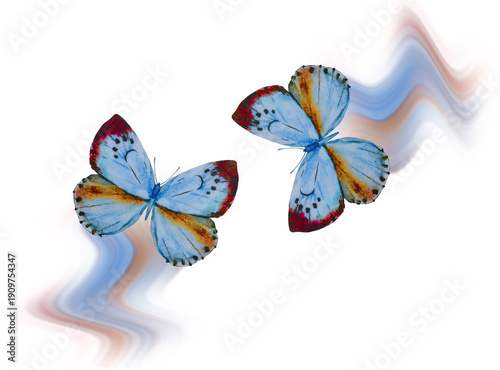 Two butterfies in a dance isolated on a white background