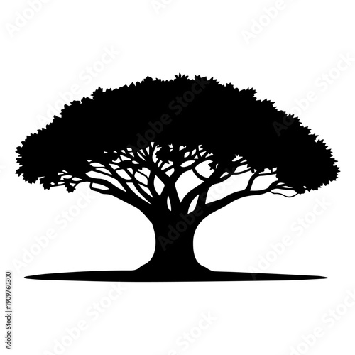 Silhouette of a large spreading acacia tree against a white background