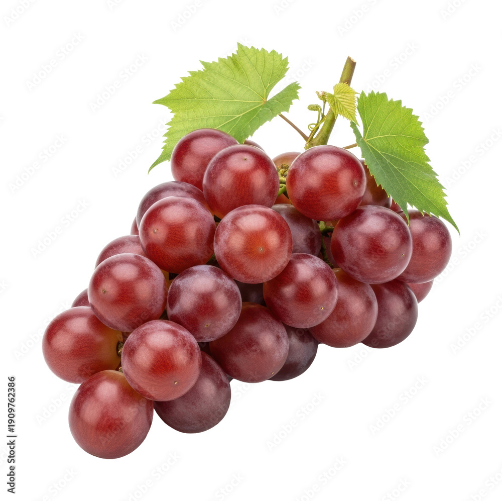 Fototapeta premium Harvesting red grapes vineyard close-up natural light freshness isolated on transparent background