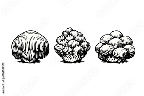 A set of three monochrome woodcut illustrations featuring various fungal species with intricate textures and organic shapes, presented in a horizontal row on a black backdrop.