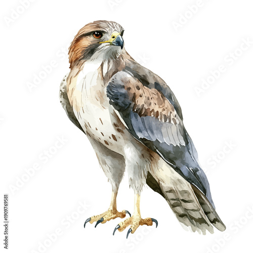 watercolor of Hawk vector, isolated on a white background.