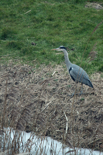 great blue heron