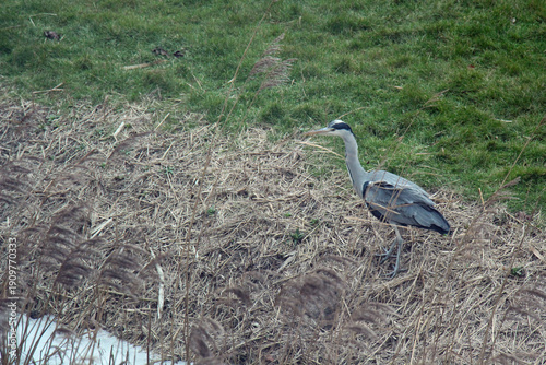 great blue heron