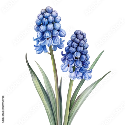 Quadro em tela Grape Hyacinth Flower, watercolor illustration, vector, isolated on a white background