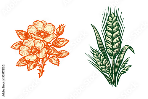 This vintage botanical illustration showcases an orange rose branch with blooming flowers and thorns next to a green stalk of wheat, all presented on a solid black background.
