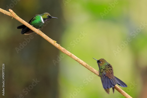 Gorgeted sunangel, Heliangelus strophianus, Ecuador