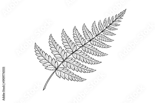 A detailed black and white line drawing of a fern frond with intricate leaflets, isolated on a solid black background. This botanical illustration showcases the delicate structure of the plant.