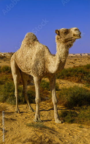 A closeup shot of a one-humped camel (dromedary) in the sand desert in Egypt
