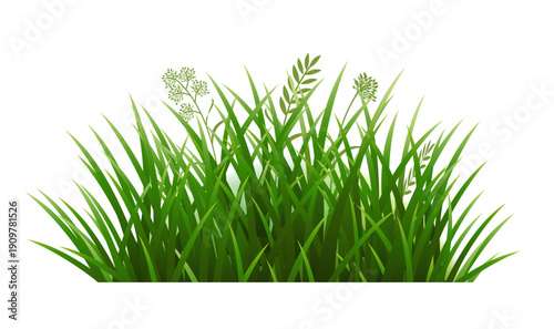 Green Grass Isolated White Background