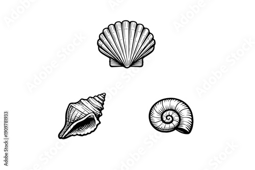 A collection of three white seashell illustrations on a solid black background, including a scallop, a conch, and a spiral shell in a detailed woodcut or engraving style.