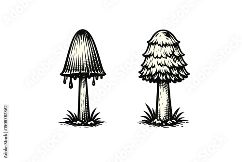 Two stylized black and white mushroom illustrations are shown against a dark background. One has a dripping cap while the other features a shaggy, layered texture on its cap.