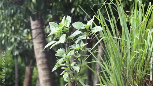 Basil lemongrass herb plant green garden nature tropical foliage outdoor leaf lush green leaf tropical nature garden herb plant