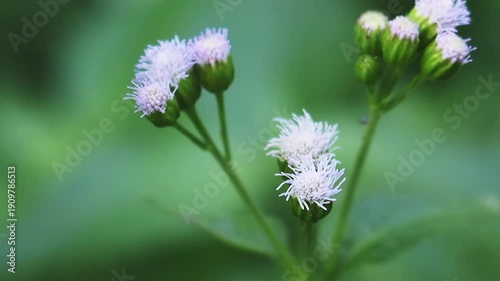 Delicate wildflower purple flower and white blossom herb plant in green nature meadow spring garden macro closeup bloom flora outdoor