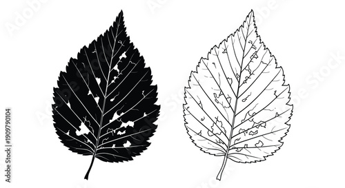Two birch leaves one black and one white displayed side by side