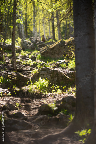 A stone on a mountain forest road