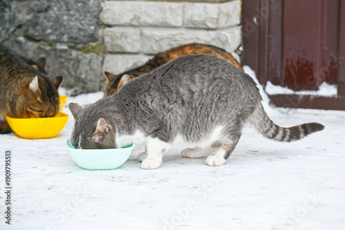 Homeless cats are fed by people so they can survive the harsh winter temperatures.