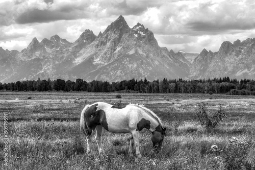 horse in the mountains