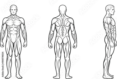 Human anatomy muscle diagram, male body front back side view, medical illustration, muscular system chart, fitness anatomy vector isolated