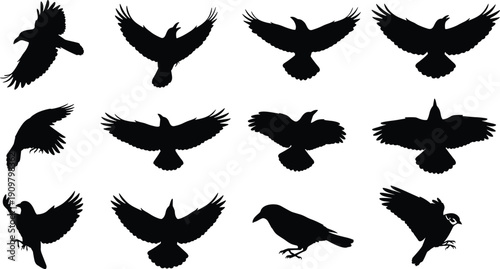 Flying crow silhouettes collection black bird raven wings spread wildlife nature flight dark avian illustration set isolated design concept