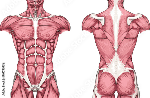 Human muscular system anatomy illustration, front and back torso muscle structure detailed medical educational diagram isolated background