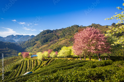 Фотография Landscape of Tea plantation 2000 has the form of steps with sunrise at Doi Ang K