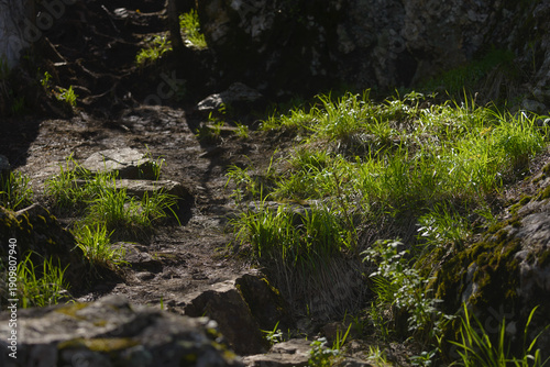 Grass among rocks on a mountain path