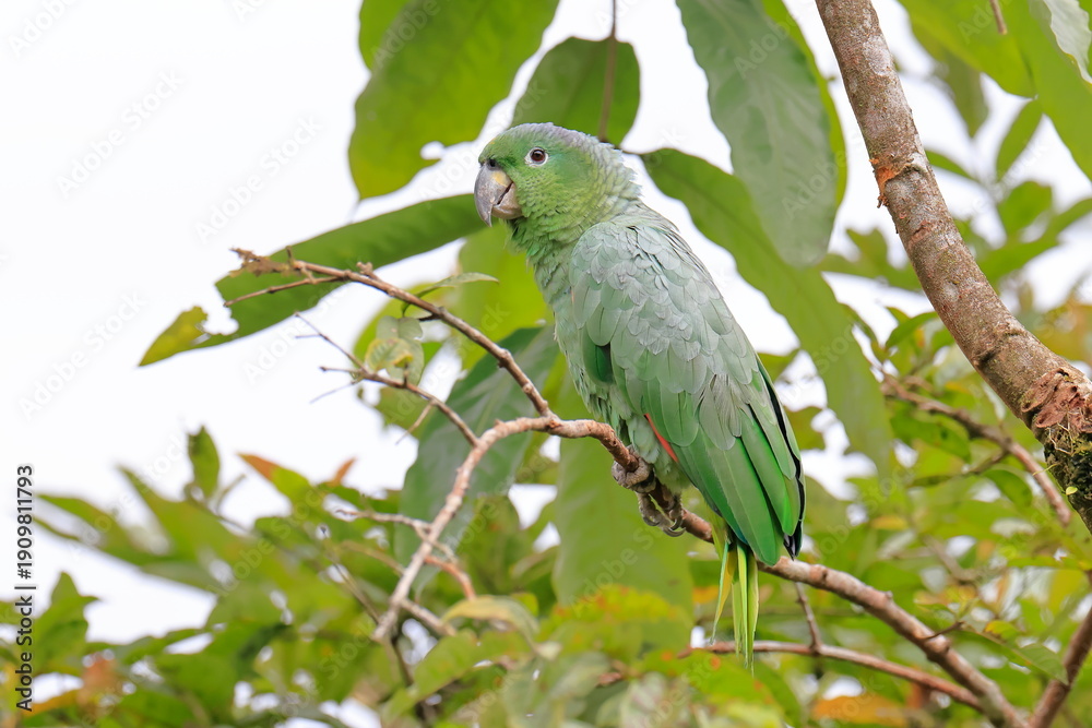 Obraz premium Southern mealy amazon, Amazona farinosa, Parque Nacional Cayambe-Coca, Ecuador