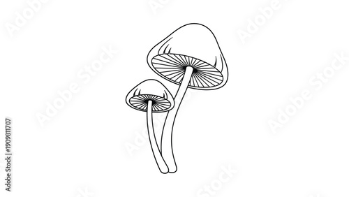 Two long stemmed mushrooms with bell shaped caps are shown in a detailed black and white line art botanical sketch.