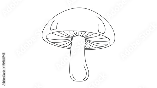 Single mushroom with a large cap and gills underneath is shown in a simple black and white line art botanical drawing.