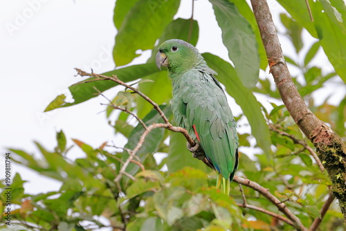 Southern mealy amazon, Amazona farinosa, Parque Nacional Cayambe-Coca,  Ecuador