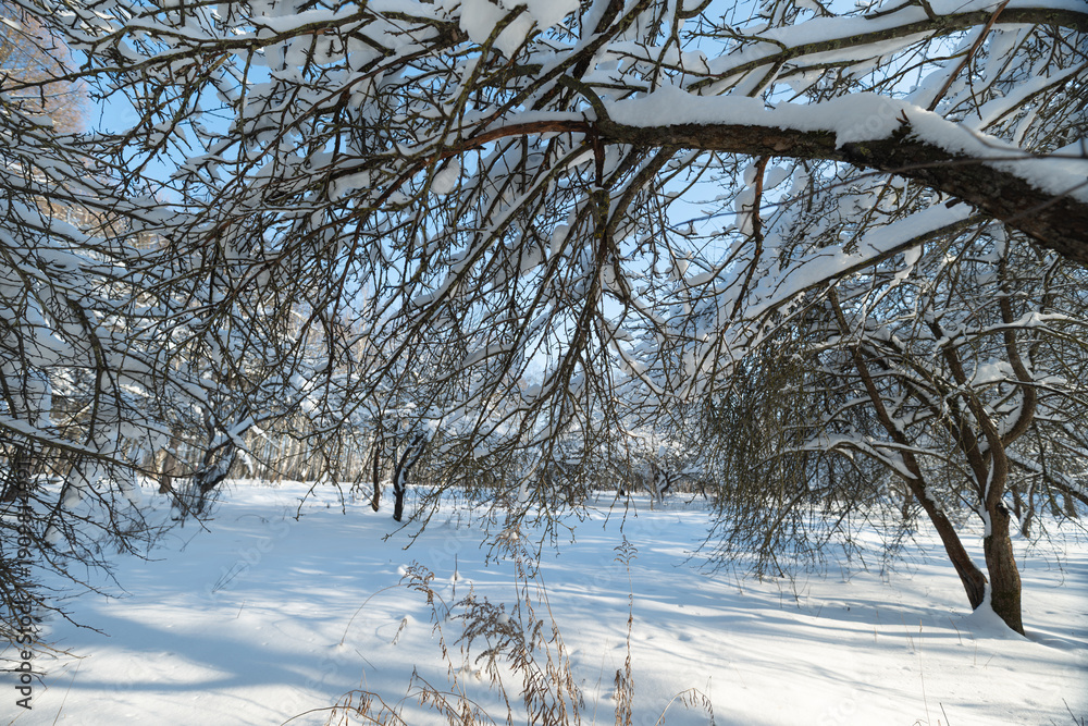 Fototapeta premium Winter forest clearing, Snowy field with sparse woods, Frozen orchard with scattered trees and clear sky, Snowdusted orchard open space with few trees and bright sky